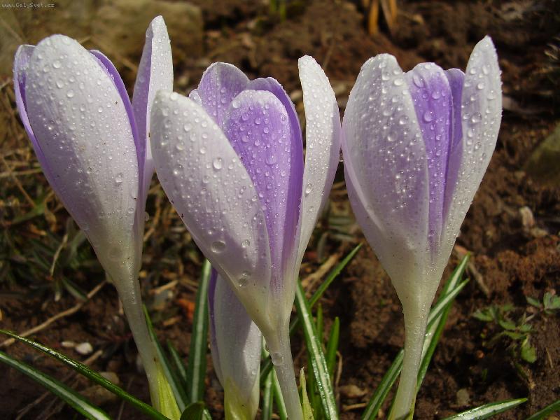 Foto: t�i veter�ni