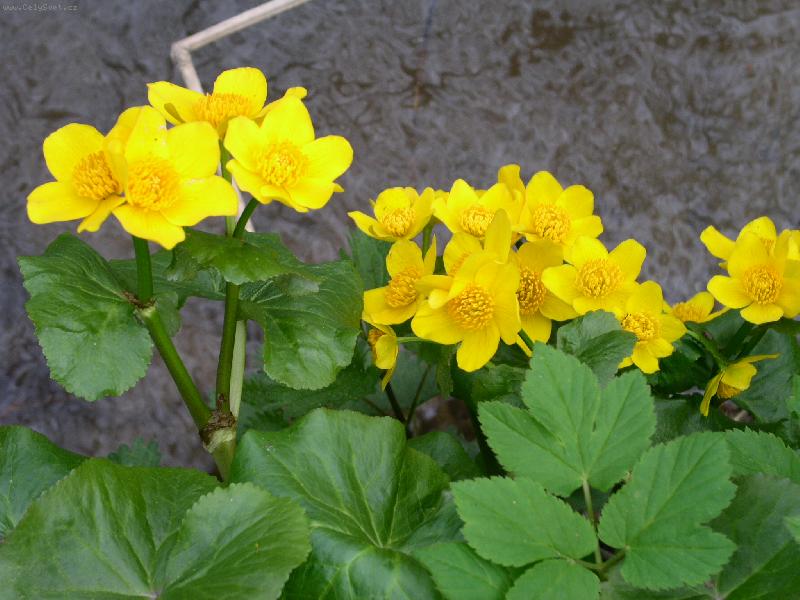 Foto: Prysky�n�k