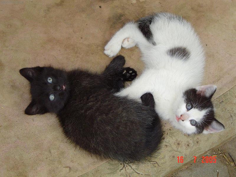 Foto: To kouk�te, �e?-Dv� sest�i�ky