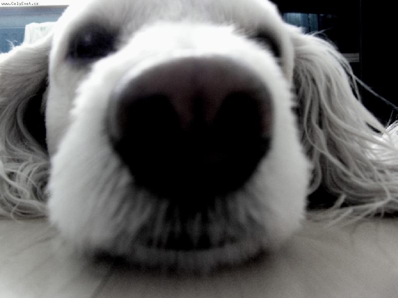 Foto: N� mil��ek