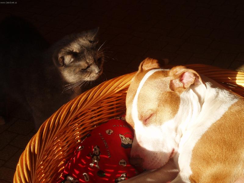 Foto: Angel a kamar�dka Sheila