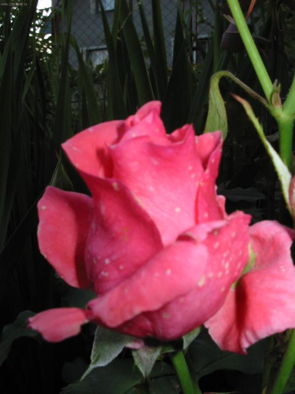 Foto: r��ov� z��e