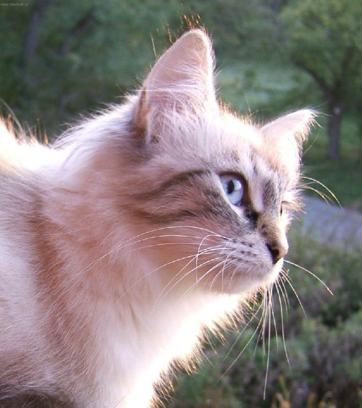 Foto: B�da vyhl�� p�n��ka