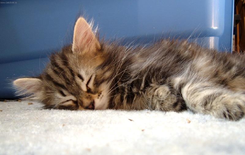 Foto: Dadi spink�-mal� sibi���ek