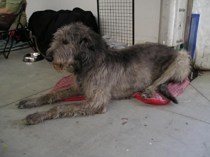 Foto: Irsk� Vlkodav