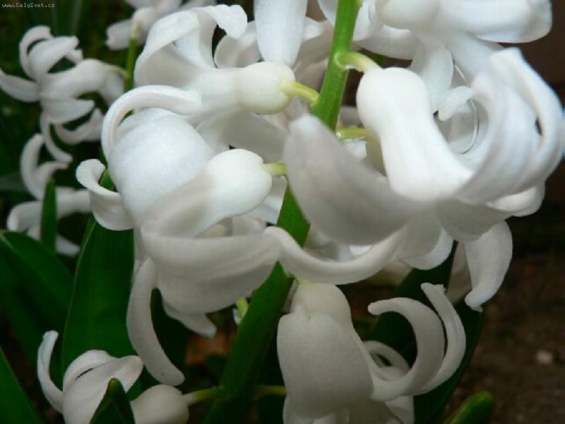 Foto: ...b�l� zvonky