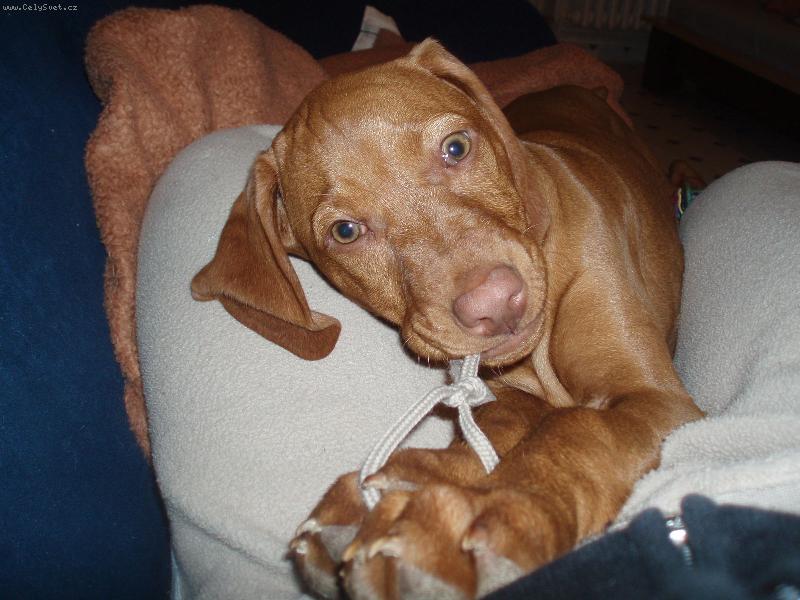 Foto: sladk� �ivot