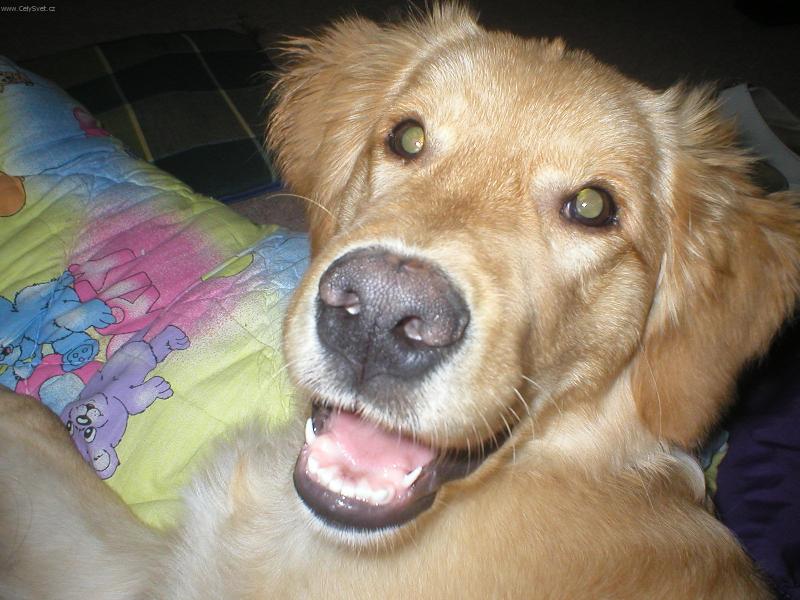 Foto: Robin n� drobe�ek-Kuk