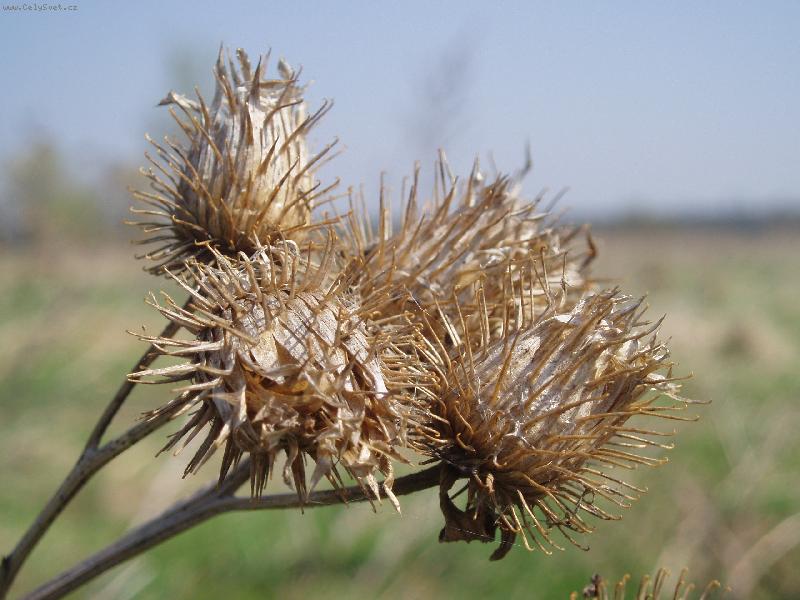 Foto: Jarn� bodl�k