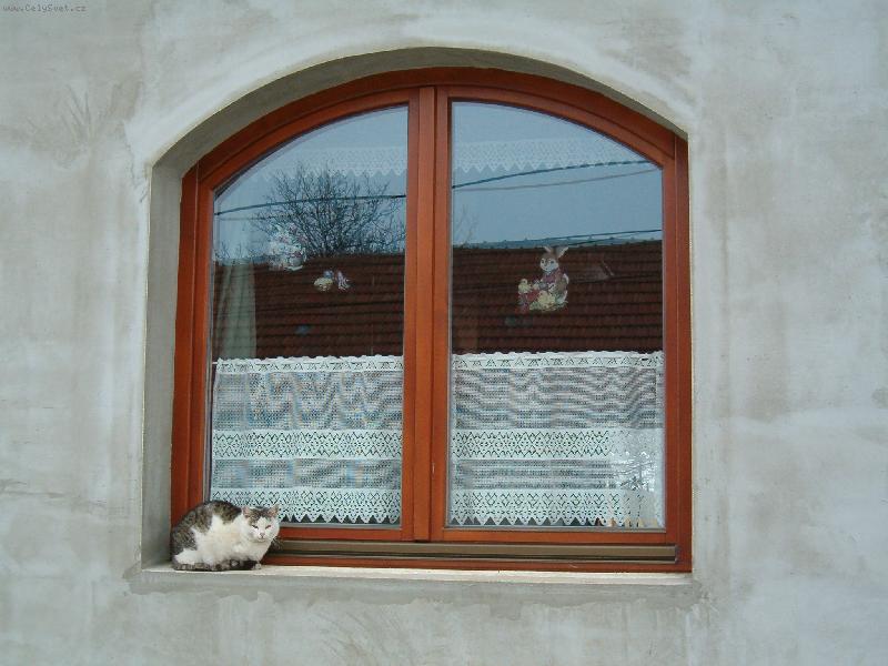 Foto: Ko�ka na okn�
