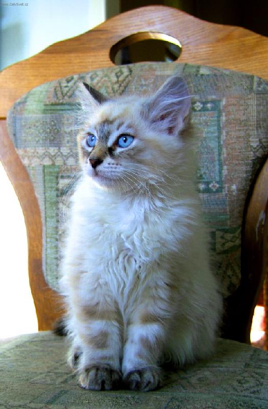 Foto: B�da-n�va-barevn� varianta sibi�sk� ko�ky