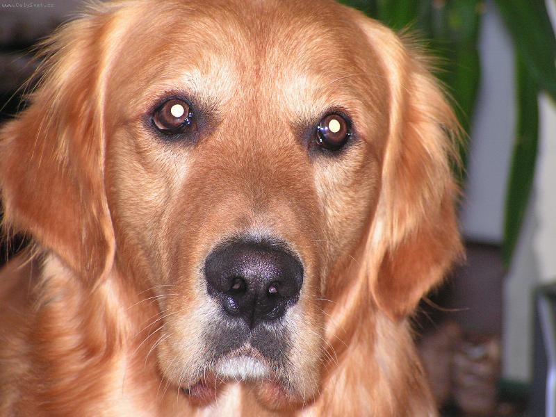 Foto: Muj Ben��ek