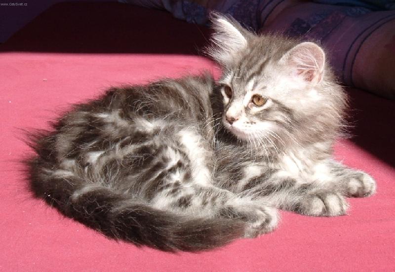 Foto: Tyg��k Mike�-prost� mil��ek!