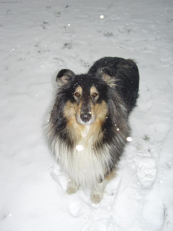 Foto: zimn� kuku�