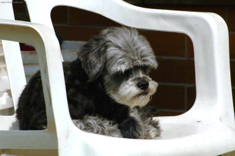 Foto: Ben�i na �idli