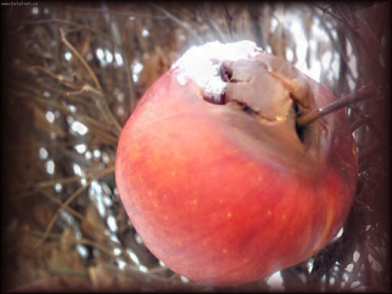 Foto: Jablko v zim�