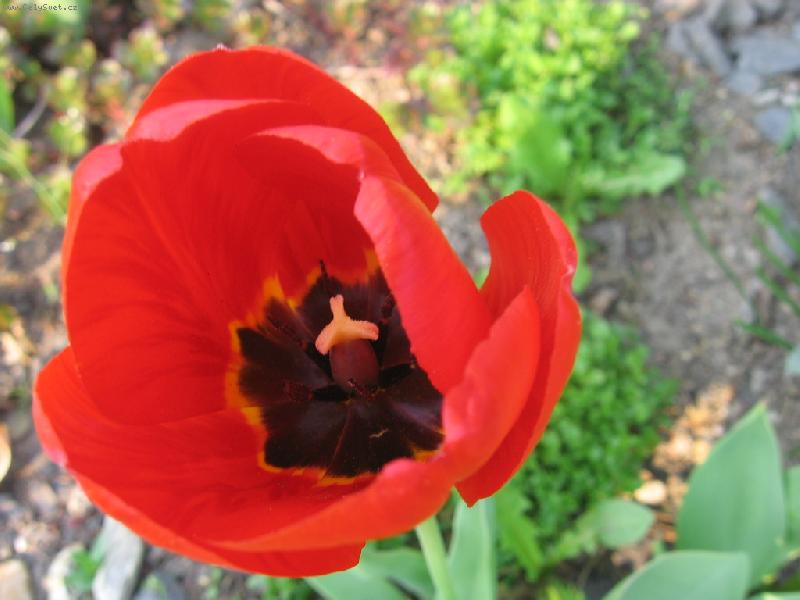 Foto: tulitulitulip�n