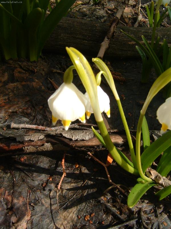 Foto: Bledule z Krkono�-bledulka