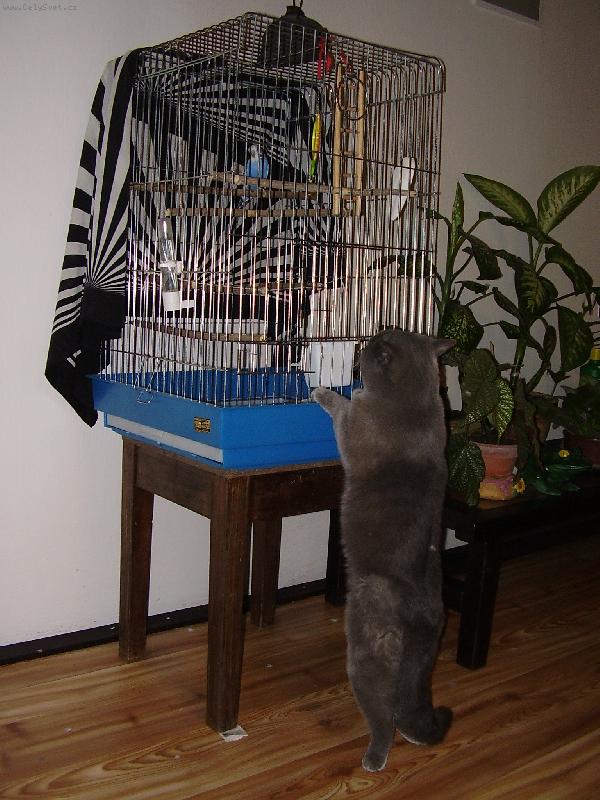 Foto: �tok na papou�ka