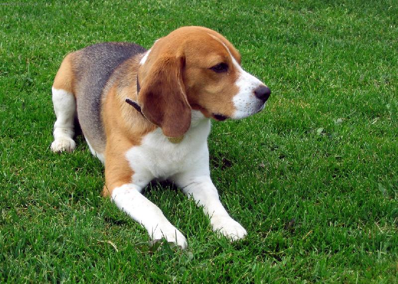 Foto: Na zahrad�...