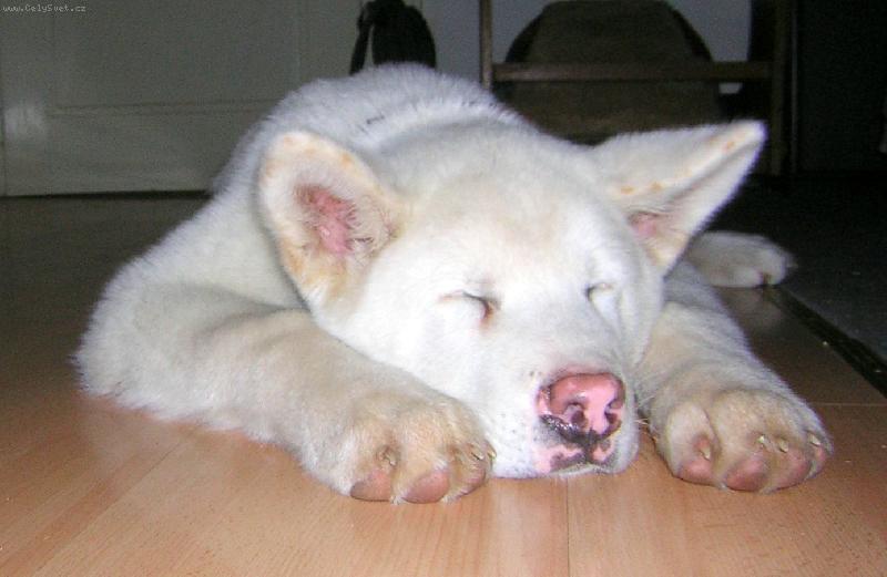 Foto: Akimek-akimek 6mes.