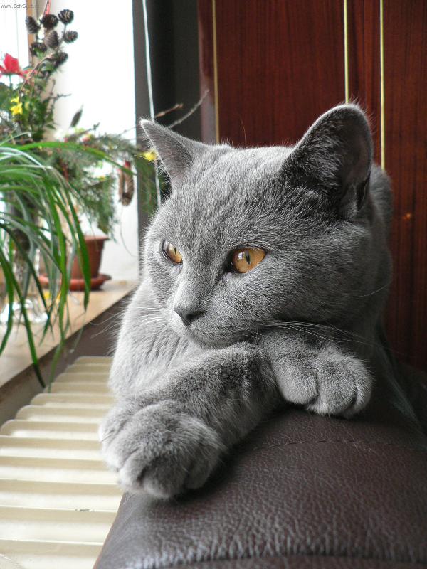 Foto: Hugova siesta-Vanoce 95