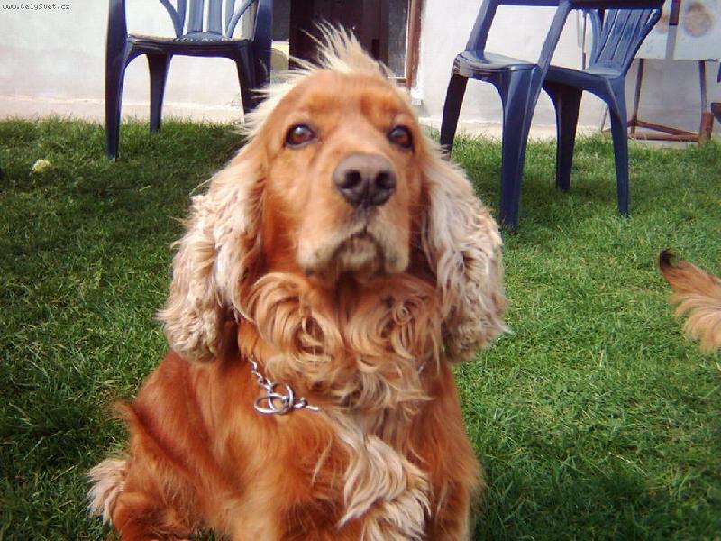 Foto: Monty-H�dej co si mysl�m