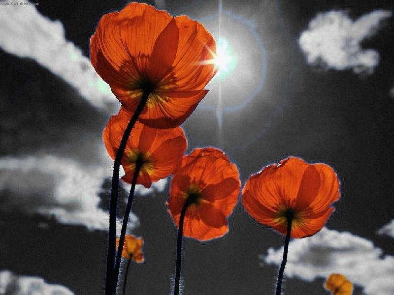 Foto: tulip�ne�ky