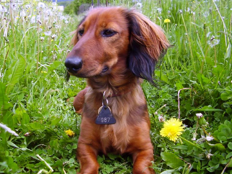 Foto: Peggi