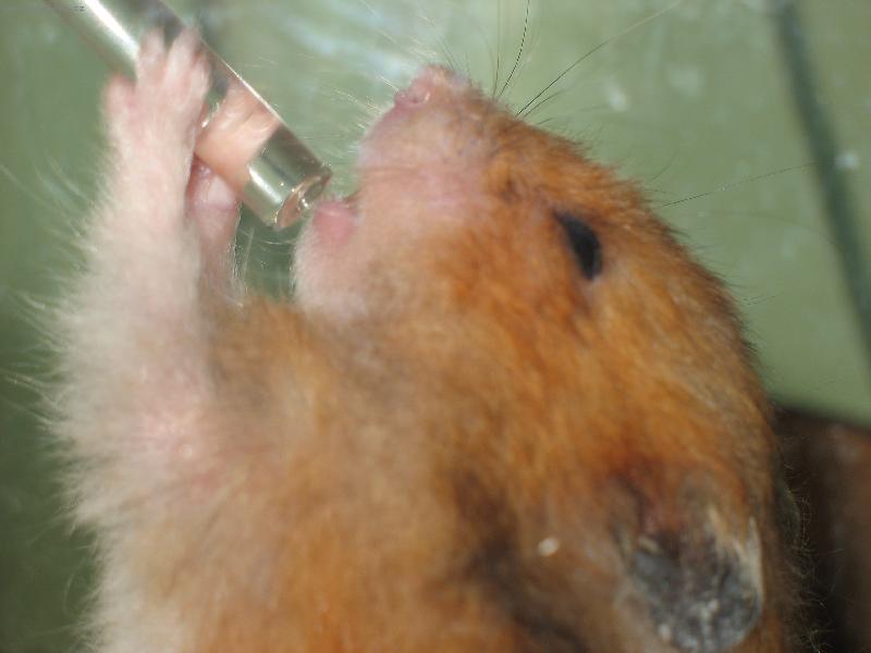 Foto: Bar�a-��ze�