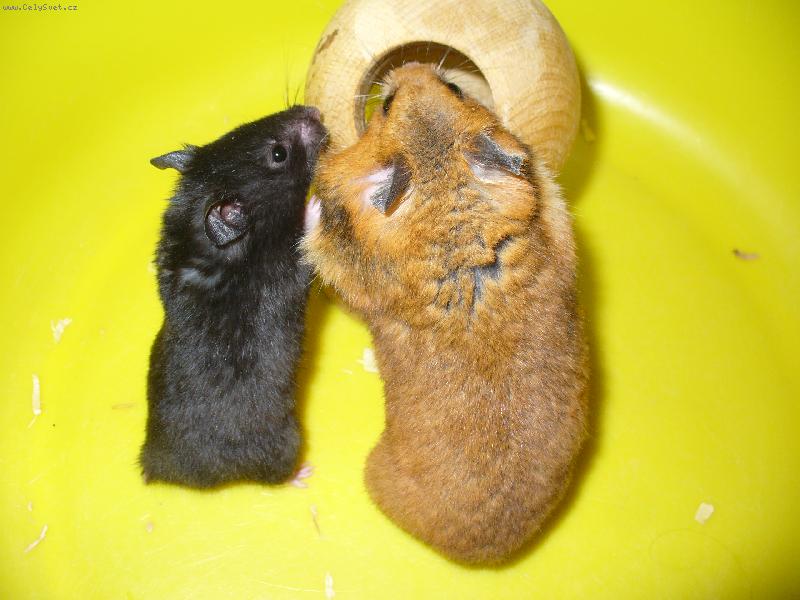 Foto: Na�i k�e�ci-M�ma a syn