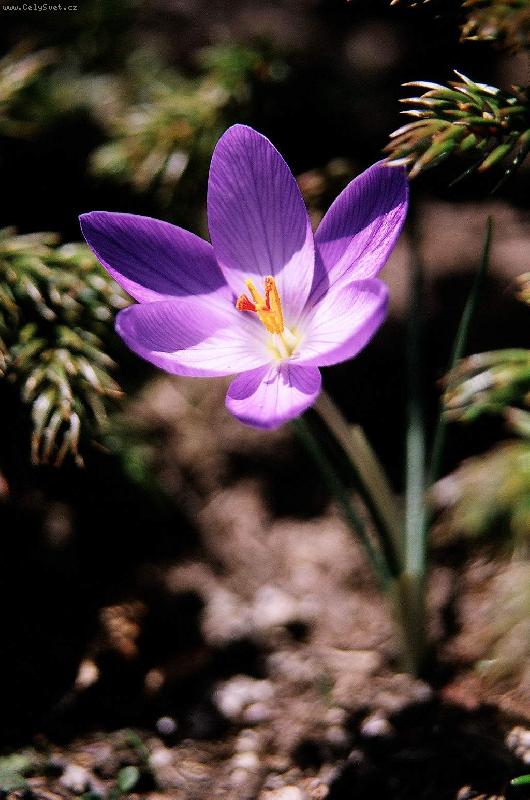 Foto: Krokus korsick�