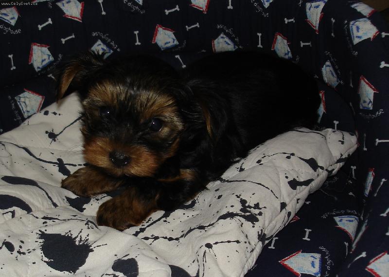 Foto: Baddy-jsem mal�, ale ���ikovn�....