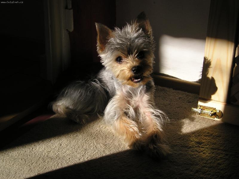 Foto: Annie