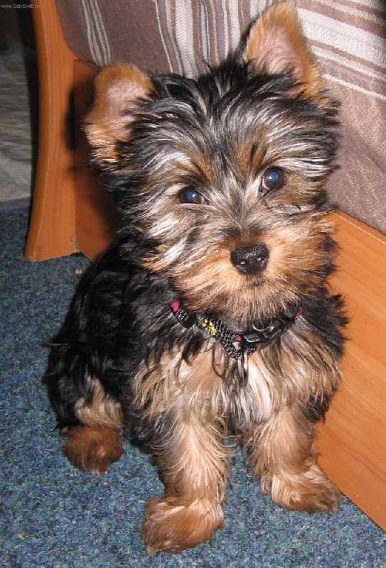 Foto: N� trha� :o)-v�k 11t�dn�