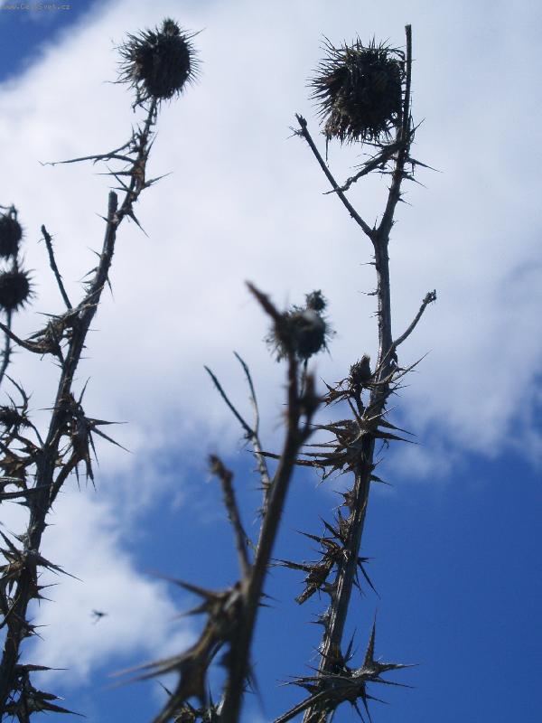 Foto: Bodl�k-Bodl�k