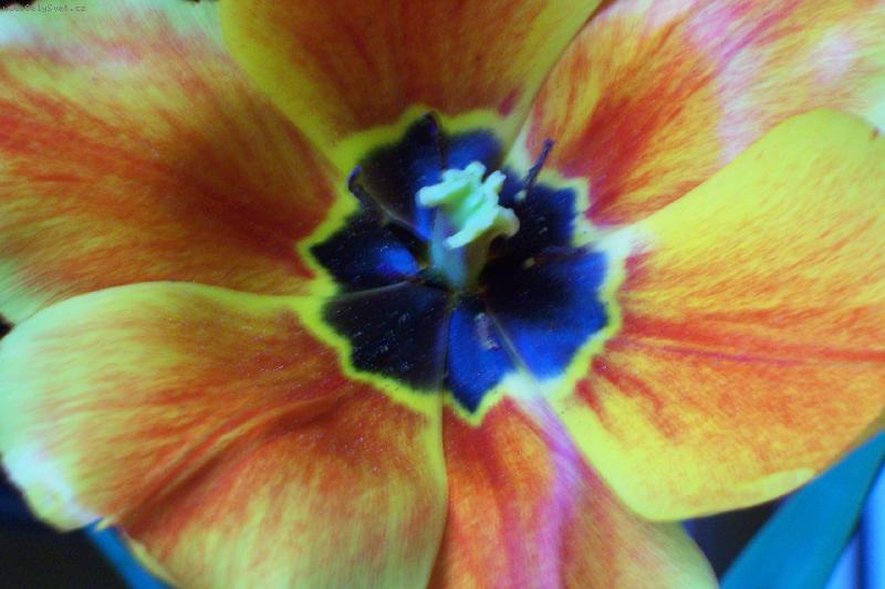 Foto: tulipan