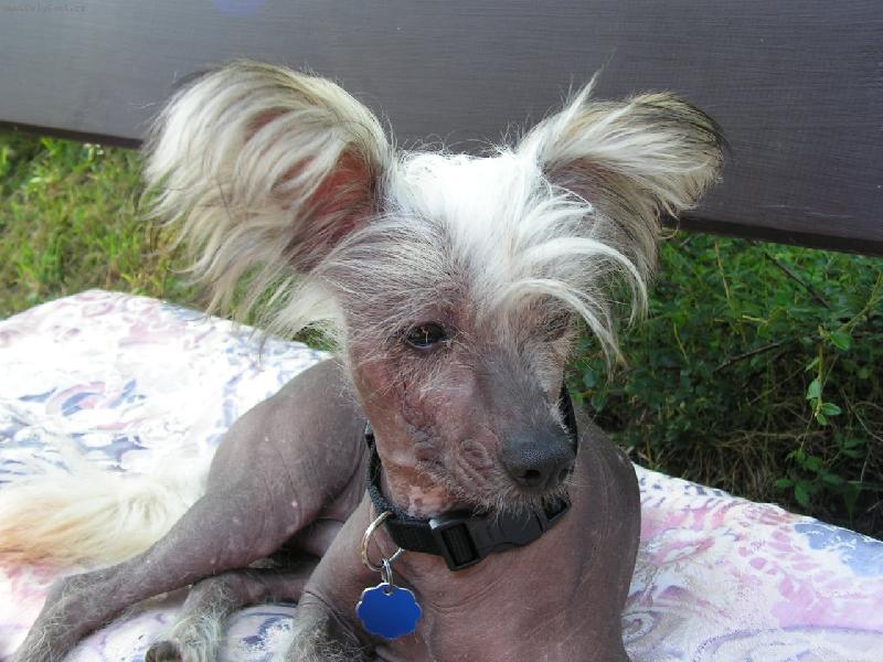 Foto: nem�m ko��ek