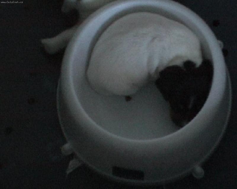 Foto: siesta-t��t�denn� �t�n� usnulo v misce s granulkami