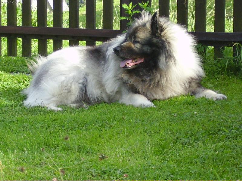 Foto: BARYK-hl�da u vrat na chalup�