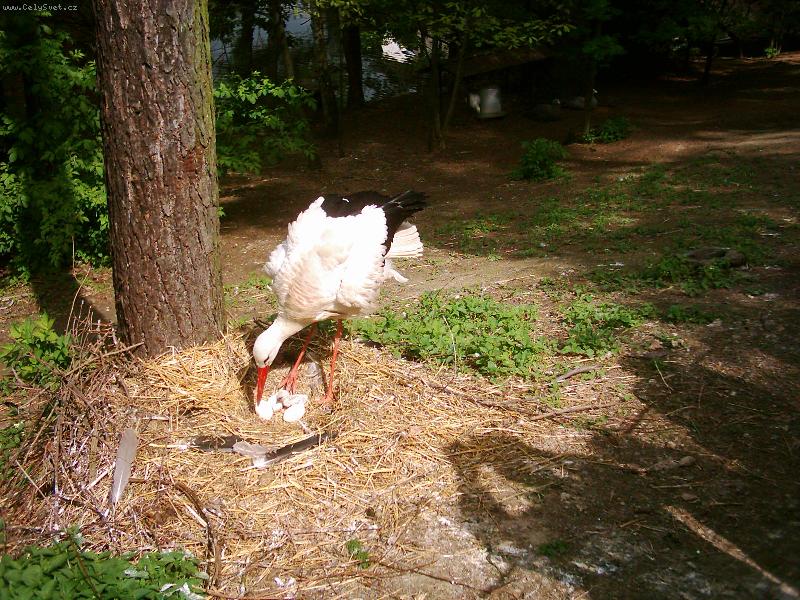 Foto: Jsem prvn�!-ze zoo