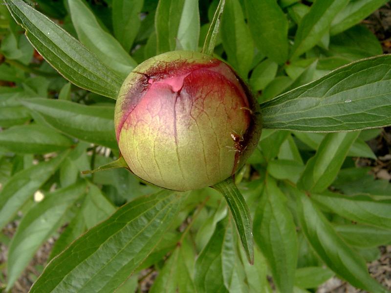 Foto: Kudy do pivo�ky?