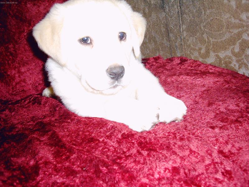 Foto: jsem Labrador a je mi 7 t�dn�,tak co mi ��k�te