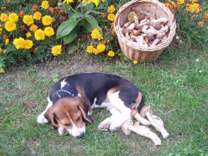 Foto: Bad�k na chat�