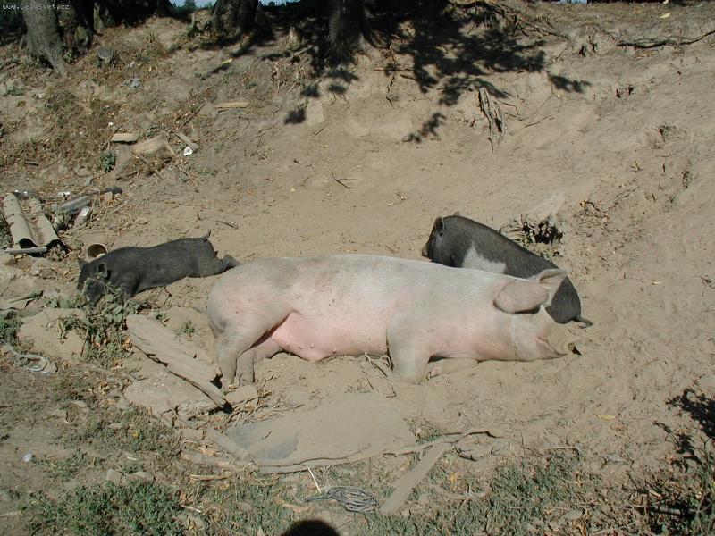 Foto: pohodi�ka-veget ne..???