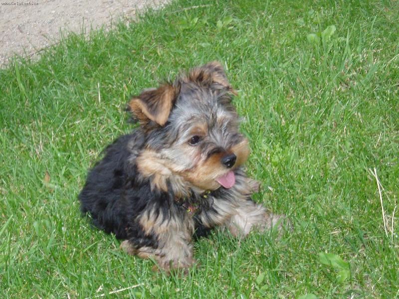 Foto: Tilly v tr�v�