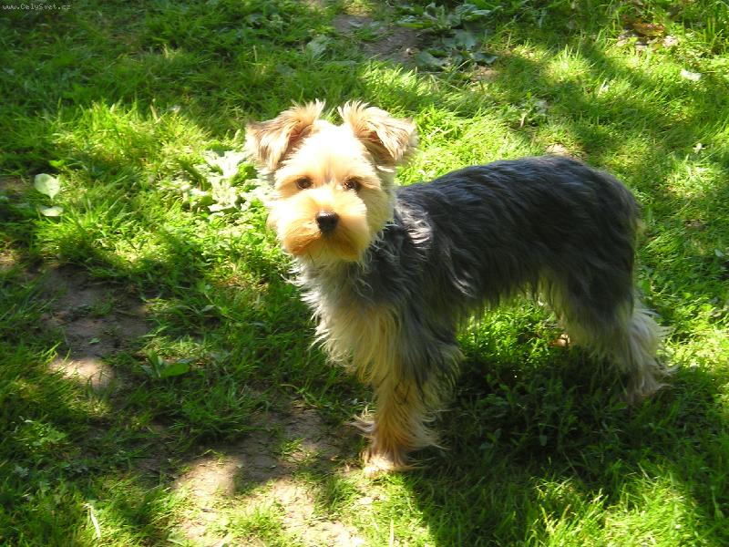 Foto: zlati�ko-na� enny