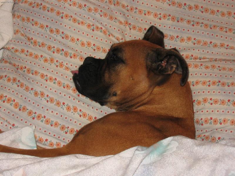 Foto: Odpo�inek.-Boxerka Alunka