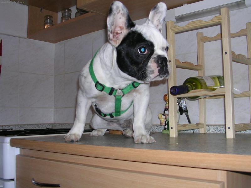 Foto: pep�a-pepinka