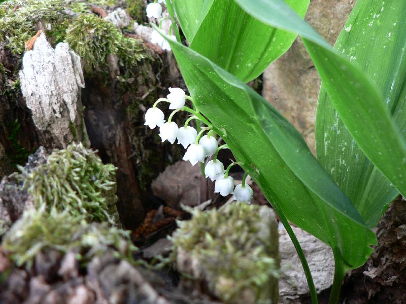 Foto:  konvalinky v mechu